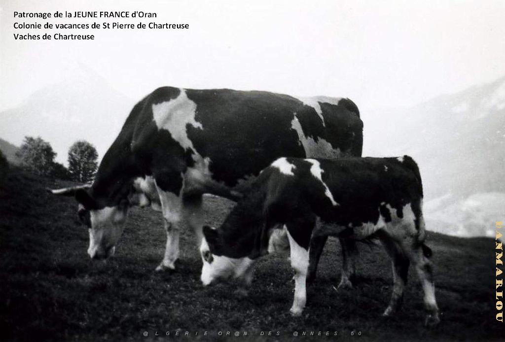 COLO JEUNE FRANCE Vaches de Chartreuse.jpg